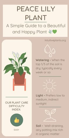 an info sheet describing how to use peace lily plant