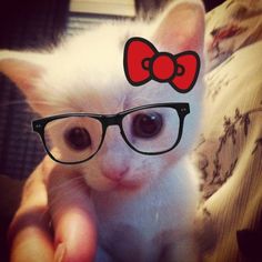 a white kitten wearing glasses with a red bow on it's head and looking at the camera