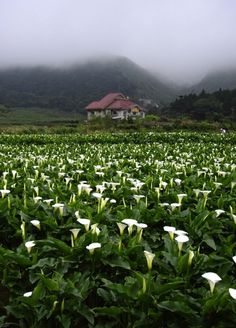 a large field filled with lots of green plants next to a house on top of a hill