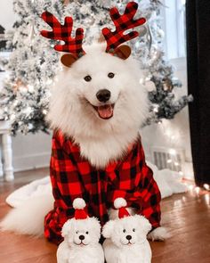 a dog dressed up in pajamas and reindeer antlers is sitting next to a christmas tree