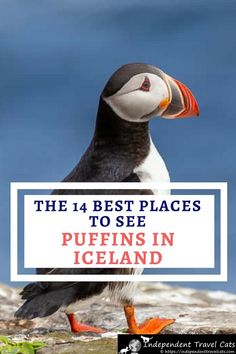 Puffins in Iceland: A Guide to Where to See Puffins in Iceland Where To Next, Iceland Photography, Montezuma, Visit Iceland, Budget Travel Tips