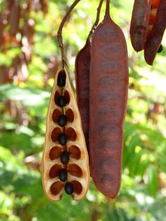 two hot dogs hanging from a tree in the forest, one is brown and the other is black