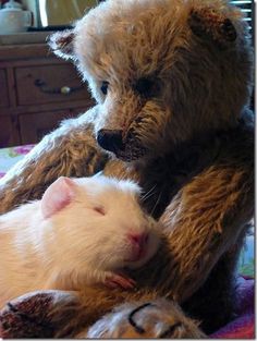 a teddy bear sitting on top of a bed next to a sleeping white mouse and a stuffed animal