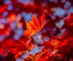 red leaves on a tree with blue sky in the background