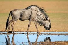 a wildebeest drinking water from a puddle in the savannah - stock photo - images