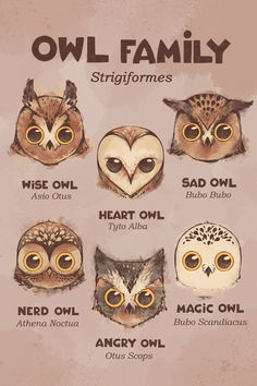 an owl family poster with different owls