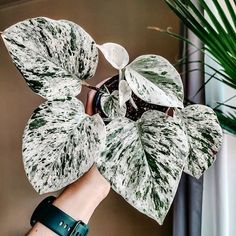 a white and black plant with green leaves on it's arm, in front of a wall