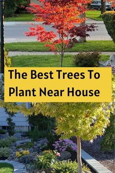 the best trees to plant near house