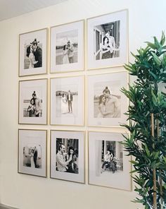 a bunch of pictures are hanging on the wall next to a potted green plant