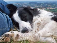 a black and white dog laying on top of a grass covered field next to a person