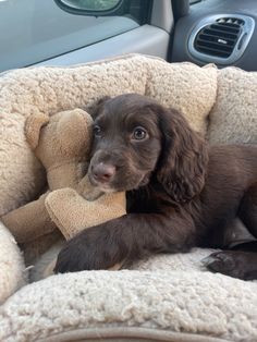 a brown dog laying on top of a car seat with a stuffed animal in it's mouth