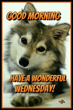 a dog with the words good morning have a wonderful wednesday