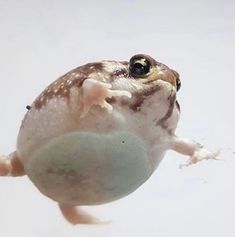 a frog is floating in the water with an egg on it's back legs