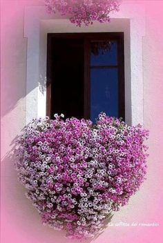 purple and white flowers in front of a window