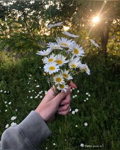 someone is holding daisies in their hand while the sun shines through the trees