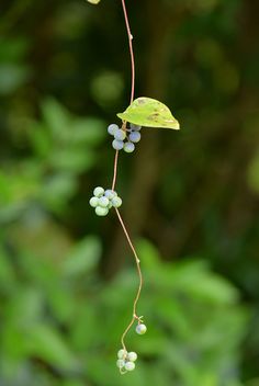 Freehand Machine Embroidery, Wild Berries, Plant Pictures, Wild Berry, Rare Plants, Ikebana, Botanical Illustration, Four Seasons