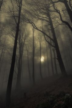 the sun shines through the foggy trees on a dark, spooky day