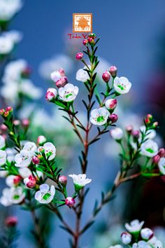 small white flowers with pink and green leaves in front of a blue sky behind them