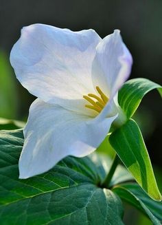 a white flower with green leaves in the background