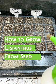 how to grow lisiannthus from seed in a greenhouse with text overlay that reads, how to grow lisinthus from seed