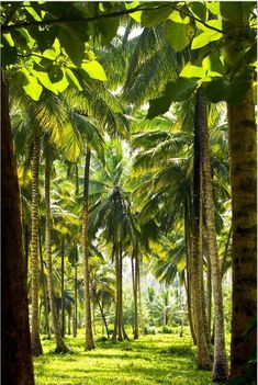 palm trees and grass in the middle of a forest