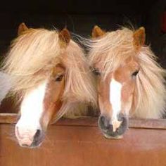 two brown and white horses standing next to each other in a stable with long blonde hair on their heads