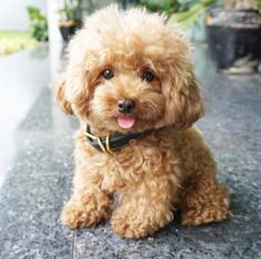 a small brown dog sitting on top of a cement floor next to potted plants