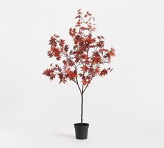 a small potted tree with red leaves on it's branches, in front of a white background