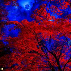 the trees are red and full of leaves in front of a blue sky with moon