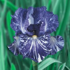 a blue and white flower in the middle of green grass