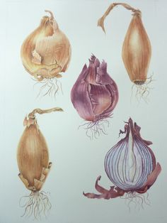 four different types of onions are shown in this drawing, and each onion has its own root attached to it