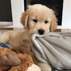 a dog laying on top of a bed next to a stuffed animal