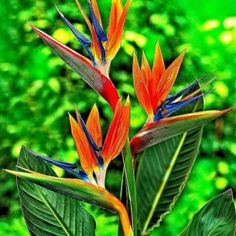 colorful bird of paradise flowers with green leaves in the background