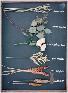 an arrangement of flowers and leaves on a chalkboard with words describing the different parts of them