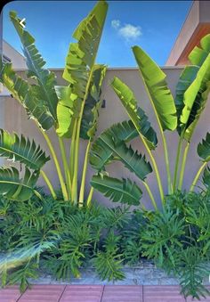 some very pretty green plants in front of a building