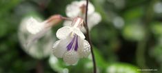 Deinostigma tamiana: a fabulous terrarium plant that's almost always in flower! - Pumpkin Beth Flower Pumpkin, Custom Aquarium, Orchid Seeds, Terrarium Plant, Miniature Orchids, Bottle Garden, New Roots, Flowering Plants