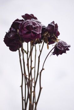 some purple flowers are in a vase on a white tablecloth and the sky is gray