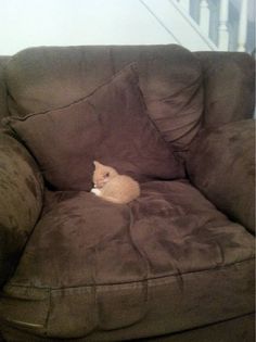 a cat sitting on top of a brown couch