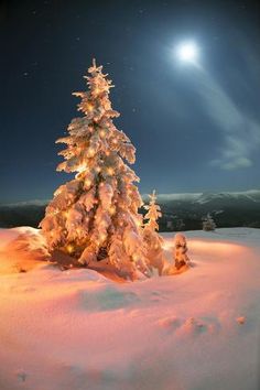 a snow covered pine tree with the moon in the background