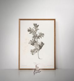 an antique botanical print of oak leaves in a frame on a white surface with the words,