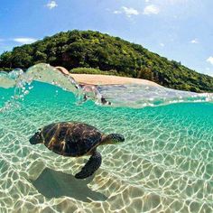 an image of a turtle swimming in the ocean with water bubbles and trees behind it