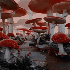 many red and white mushrooms growing on the ground