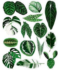 various types of green leaves on a white background