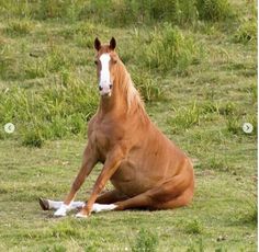 a brown horse sitting on top of a lush green field next to tall grass and trees