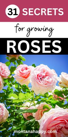 Pink Roses "31 Secrets for Growing Roses Landscape Ideas Garden, Planting Rose Bushes, Rose Garden Ideas, English Tea Roses, Landscape Tips, Bush Garden