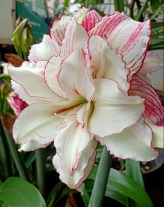 a large white and red flower with green leaves in the backgrounnds