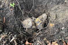 some dirt and plants growing out of it's hole in the ground with leaves