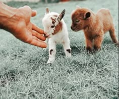 two small brown and white kittens being petted by a person's hand