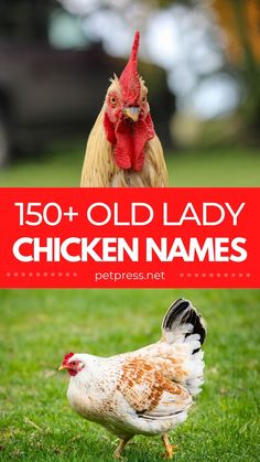 two chickens standing in the grass with text overlay that reads, 150 + old lady chicken names