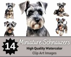 an image of miniature schnauzer dogs in various poses